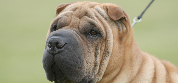 shar pei ear cleaning solution